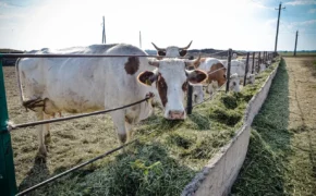 В Оренбуржье 27,4% коров на МТФ содержатся с помощью цифровых систем
