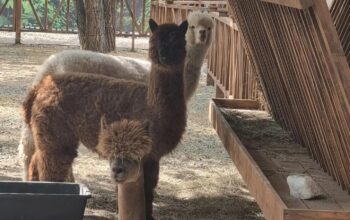 В Оренбурге появится лицензированный зоосад с альпаками и ламами