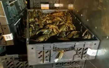 В Оренбуржье не пропустили 18 тысяч живых раков из Казахстана