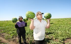 Арбузы с полей Соль-Илецкого округа едут в Москву и Петербург