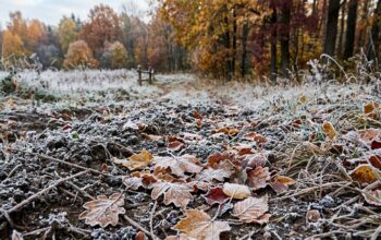 До -3°C: ближайшей ночью в Оренбуржье ожидаются заморозки